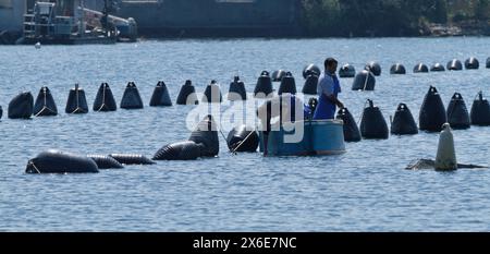 L'Italia, sicilia, Ganzirri (Messina), i pescatori che lavorano in una mitilicoltura Foto Stock