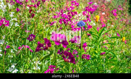 Rosa, viola, fiori selvatici bianchi, specie Clarkia, Gilia capitata, papaveri dorati della California, che crescono in collina in una fioritura in primavera Foto Stock