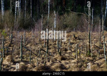 Natura selvaggia nel parco nazionale di Dzukija in Lituania Foto Stock