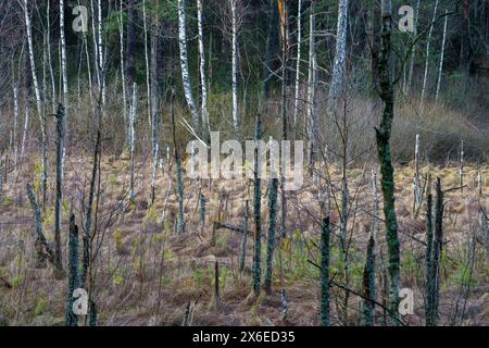 Natura selvaggia nel parco nazionale di Dzukija in Lituania Foto Stock