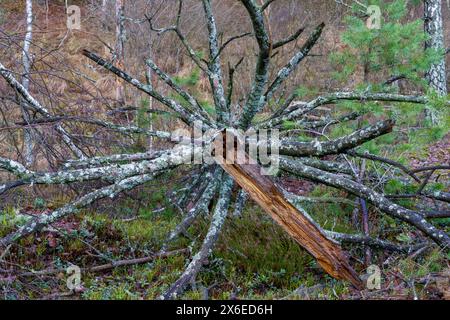 Natura selvaggia nel parco nazionale di Dzukija in Lituania Foto Stock