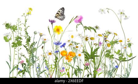 Fiori di prato colorati e farfalla su sfondo bianco, design banner Foto Stock
