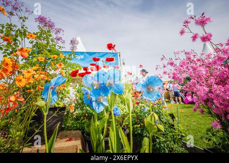 Blue Meconopsis Sheldonii (papaveri blu dell'Himalaya) al RHS Malvern Spring Festival al Three Counties Showground di Malvern Foto Stock