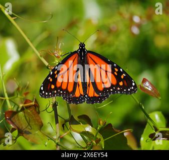 Una farfalla Monarch - Danaus plexippus su vite strisciante. Avvistamenti rari a Oeiras, Portogallo. Famiglia Nymphalidae. Foto Stock