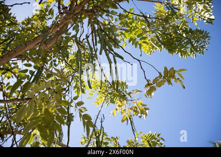 Cassia fitsula o frutta da doccia dorata appesa all'albero. Foto Stock