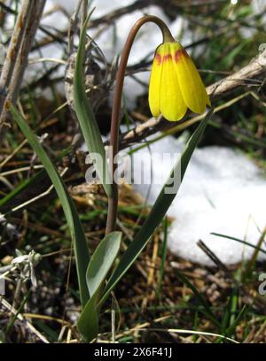 Campana gialla (Fritillaria pudica) fiore selvatico giallo in Montana Foto Stock