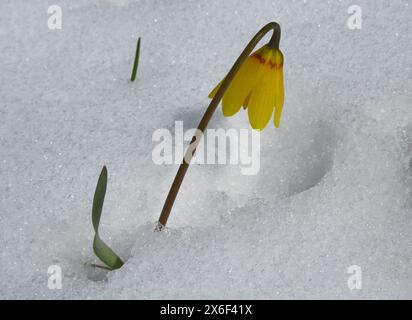 Campana gialla (Fritillaria pudica) fiore selvatico giallo nella neve primaverile del Montana Foto Stock
