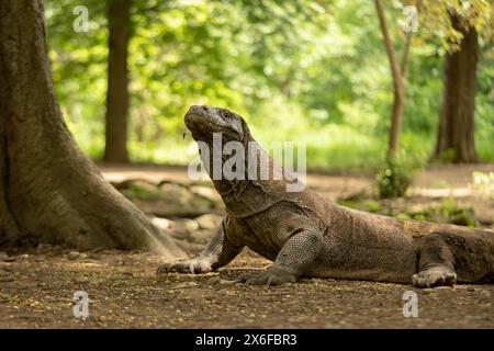 Komodo è un animale endemico dell'Indonesia ed è la più grande specie di lucertola Foto Stock