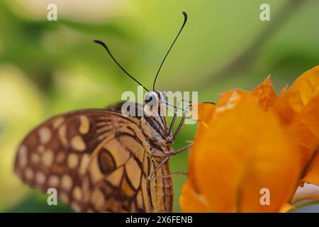 farfalla di lime o farfalla di limone (papilio demoleus) nota anche come coda forduta a scacchi, su bouganville, succhiando nettare e impollinando il fiore Foto Stock