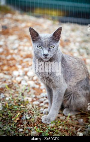 Dettaglio del gatto blu russo abbandonato per strada, adozione Foto Stock