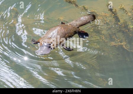 ripresa ad angolo alto di un ornitorinco che nuota a sinistra nel fiume rotto nel parco nazionale dell'eungella Foto Stock