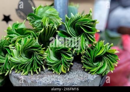 Foglie fresche di Piper betle in vendita, Mercado Taibesi, Dili, Timor Est Foto Stock