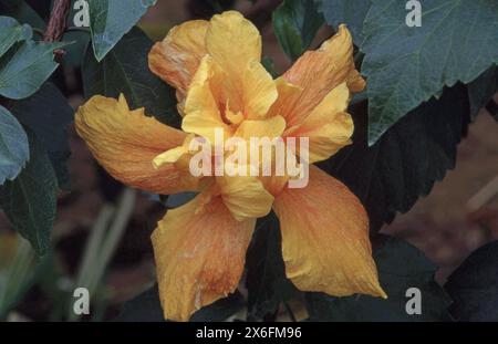 FIORE "KONIGER" DI HIBISCUS ARANCIONE Foto Stock