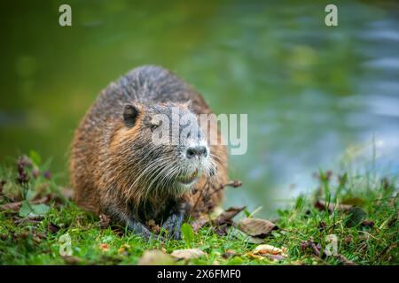 Primo piano di un piccolo topo muschiato sulla riva di un fiume o di uno stagno Foto Stock