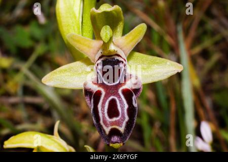 Vista frontale dell'orchidea delle api di Cipro (Ophrys kotschyi), nell'habitat naturale di Cipro Foto Stock