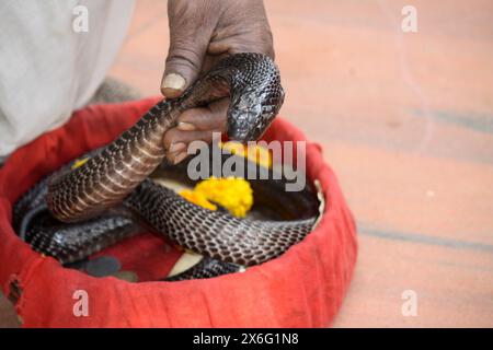 Cobra indiana (Naja naja) nelle mani di un incantatore di serpenti : (Pix Sanjiv Shukla) Foto Stock