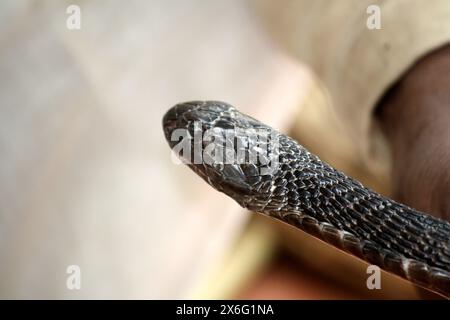 Cobra indiana (Naja naja) nelle mani di un incantatore di serpenti : (Pix Sanjiv Shukla) Foto Stock