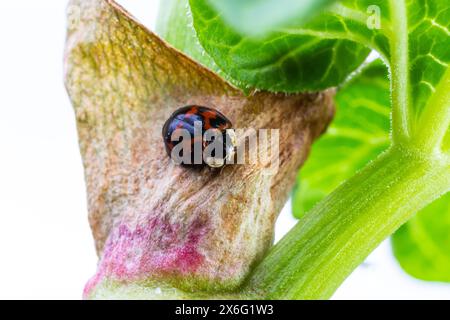 Lo scarabeo asiatico delle coccinelle Namitento, l'armonia axyridis con macchie arancioni sul nero seduto nelle foglie verdi della foresta soleggiato all'aperto macro photogra Foto Stock