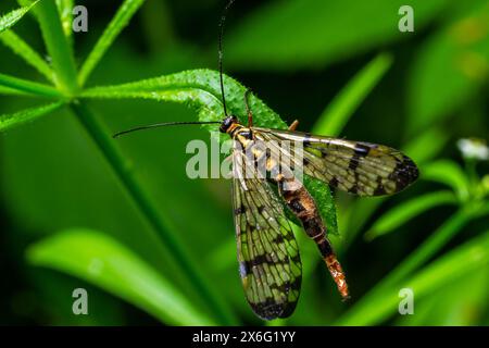 Primo piano su uno scorpionfly tedesco , Panorpa germanica seduta su una foglia verde. Foto Stock