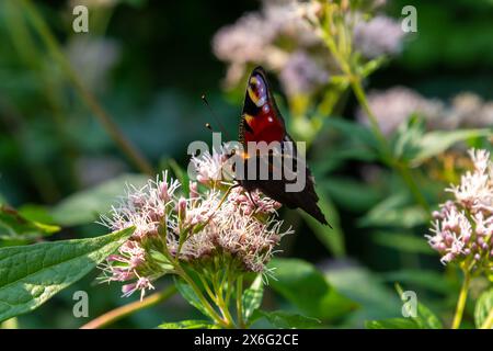 Farfalla aglais io con grandi macchie sulle ali si trova su un prato di fiori di mais. Foto Stock