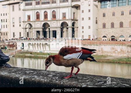 Anatra sull'argine del fiume Arno a Firenze Foto Stock