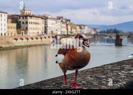 Anatra sull'argine del fiume Arno a Firenze Foto Stock