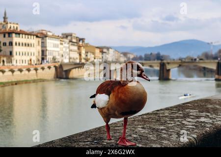 Anatra sull'argine del fiume Arno a Firenze Foto Stock