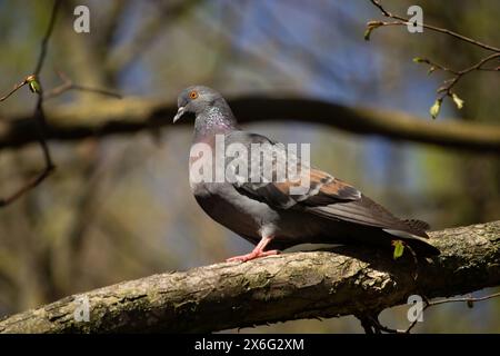 Piccione comune - palumbo di Columba. Wood Pigeon appollaiato sulla diramazione. Piccione su sfondo blu brillante del cielo. Giorno di primavera. Orgoglioso strik di piccione blu Foto Stock