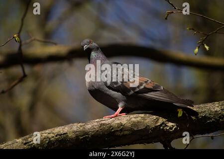 Piccione comune - palumbo di Columba. Wood Pigeon appollaiato sulla diramazione. Piccione su sfondo blu brillante del cielo. Giorno di primavera. Foto Stock