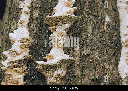 Funghi Unedged che crescono su un tronco d'albero. Funghi, licheni e muschio su alberi essiccati. Rassodamento della corteccia degli alberi ricoperto di getti fungini Foto Stock