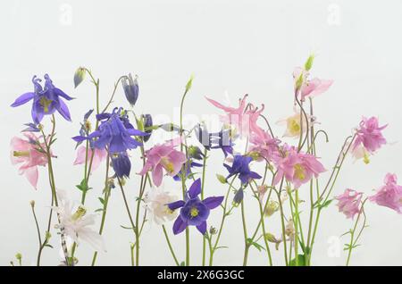 Colonne su sfondo chiaro, fiori delicati rosa, viola e bianco. Foto Stock