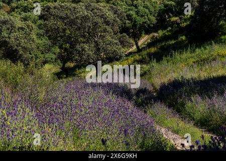 Parco naturale della Sierra de Hornachuelos, provincia di Córdoba, Andalusia, Spagna Foto Stock