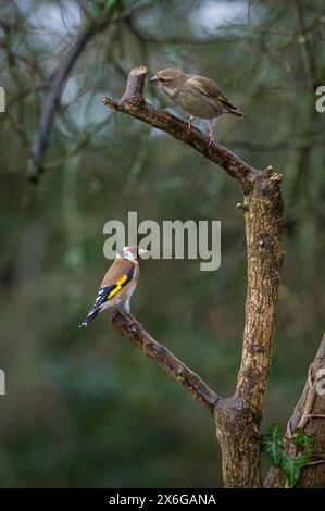 Un goldfinch e un greenfinch appollaiati su ramoscelli al Dean Masons «Windows on Wildlife» vicino a Ferndown, Dorset, Inghilterra, Regno Unito Foto Stock