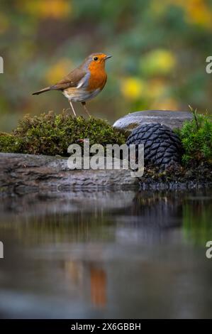 Un robin su un tronco dietro un pool di riflessione presso Dean Masons «Windows on Wildlife» vicino a Ferndown, Dorset, Inghilterra, Regno Unito Foto Stock