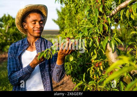 Ritratto di un contadino afroamericano nel suo frutteto. Sta coltivando prugne. Foto Stock