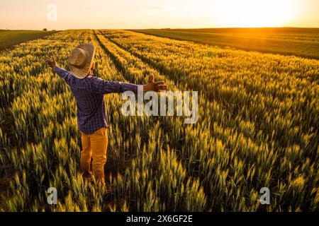 L'agricoltore africano si trova nel suo campo di grano coltivato. È soddisfatto del progresso delle piante. Foto Stock