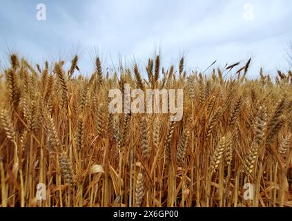 Un vasto campo di grano dorato pronto per il raccolto si estende sotto un cielo nuvoloso in estate. I gambi di frumento stagionato si stagliano alti e ben confezionati, il che indica una stagione colturale abbondante in una zona agricola. Foto Stock