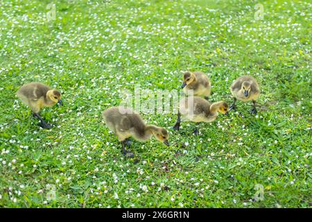 Goslings Canada Goose, Brant canadian su prato verde con i genitori nella zona boschiva, uccelli acquatici ad anello famiglia in habitat naturale, migrazione degli uccelli contro Foto Stock