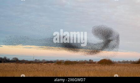 Una spettacolare murazione serale di starling presso la Shapwick Heath Nature Reserve sui Somerset Levels ad Ashcott, Somerset, Inghilterra, Regno Unito Foto Stock