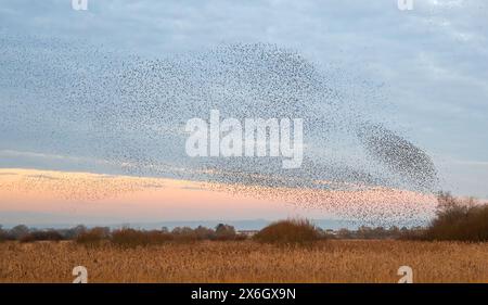 Una spettacolare murazione serale di starling presso la Shapwick Heath Nature Reserve sui Somerset Levels ad Ashcott, Somerset, Inghilterra, Regno Unito Foto Stock