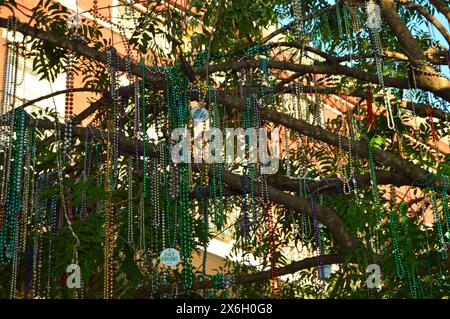 I festaioli e i festaioli lanciano le loro perle di Mari Gras sui rami di un albero in Jackson Square, appena fuori dal quartiere francese di New Orleans Foto Stock