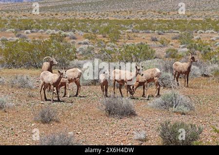 Pecore di pecore delle Montagne Rocciose del deserto (Ovis canadensis nelsoni) che pascolano sul pennello nel Valley of Fire State Park vicino a Overton, Nevada Foto Stock