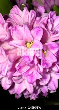 giacinti, viola, fiori, fiori Foto Stock