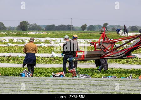 Holmswood, Regno Unito Meteo; 15 maggio 2024 lavoratori migranti dell'UE che raccolgono lattuga, maturata sotto il vello agricolo su caldo sole nell'area conosciuta come "The Salad Bowl" del Lancashire occidentale. Le fattorie di Tarleton sono state colpite da una carenza di lavoratori migranti su cui la Gran Bretagna si affida per portare le colture di verdure e insalate. Questa carenza significa che le aziende agricole stanno ora mettendo in comune i lavoratori, trasportandoli da un'azienda all'altra secondo necessità. Il Regno Unito richiede circa 80.000 lavoratori stagionali per raccogliere le verdure e praticamente tutti provengono dall'Europa orientale. Credito; MediaWorldImage/AlamyLiveNews. Foto Stock
