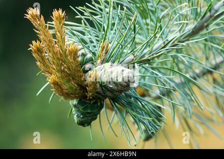 Coni femmina Pinus parviflora "Blue Giant", pino bianco giapponese, aghi ramificati Foto Stock