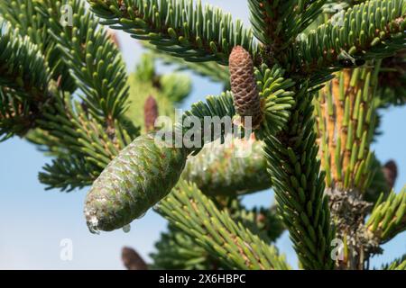 Picea koyamae coni maschi abete Koyama femmina, aghi, rami di Pinaceae Foto Stock