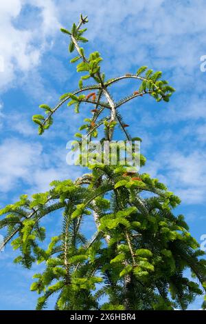 Abies alba 'spiralis' a forma di albero, Conifer European Silver Fir Foliage Foto Stock