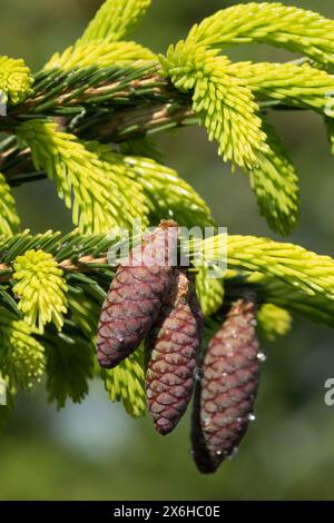 Coni femminili del cono Picea orientalis "Aurea", abete rosso orientale, abete caucasico, conifere Foto Stock