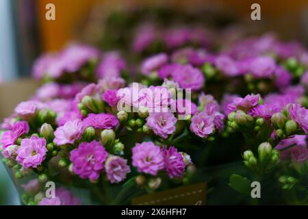 Una collezione di fiori rosa Kalanchoe disposti ordinatamente in un vaso. Foto Stock