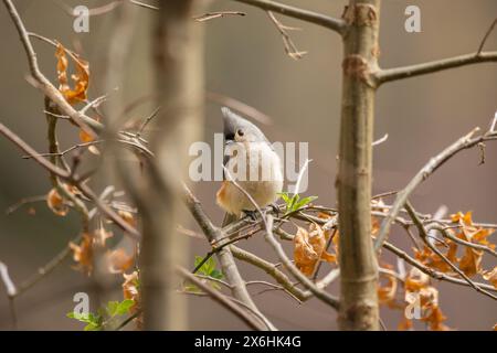 Titolatore tufted su ramo Foto Stock